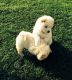 Chow Chow Puppies for sale in Los Angeles, CA 90005, USA. price: NA