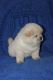 Chow Chow Puppies for sale in New York, IA 50238, USA. price: NA