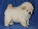 Chow Chow Puppies for sale in Los Angeles, CA 90005, USA. price: NA