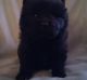 Chow Chow Puppies for sale in Macon, GA, USA. price: NA
