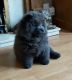 Chow Chow Puppies for sale in Waco, TX, USA. price: NA
