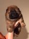 Chow Chow Puppies for sale in Atlantic Beach, NC, USA. price: NA