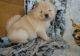 Chow Chow Puppies for sale in Branford, FL 32008, USA. price: NA