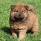 Chow Chow Puppies for sale in Mendon, IL 62351, USA. price: NA