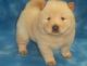 Chow Chow Puppies for sale in San Francisco, San Antonio, TX 78201, USA. price: $780