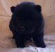 Chow Chow Puppies for sale in Florida Ave, Miami, FL 33133, USA. price: NA