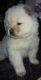 Chow Chow Puppies for sale in NC-54, Burlington, NC 27215, USA. price: NA
