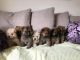 Chow Chow Puppies for sale in Peachtree Rd NE, Atlanta, GA, USA. price: $300
