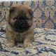 Chow Chow Puppies for sale in Louisiana Blvd NE, Albuquerque, NM, USA. price: NA