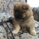 Chow Chow Puppies for sale in Lansing, MI, USA. price: NA