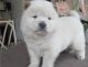 Chow Chow Puppies for sale in Austin St, Corpus Christi, TX, USA. price: NA