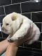Chow Chow Puppies for sale in Castle Pines, CO 80108, USA. price: NA