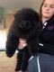 Chow Chow Puppies for sale in Coffeyville, KS 67337, USA. price: NA