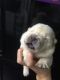Chow Chow Puppies for sale in SC-14, Fountain Inn, SC 29644, USA. price: NA