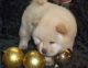 Chow Chow Puppies for sale in TX-360, Grand Prairie, TX, USA. price: NA