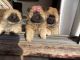Chow Chow Puppies for sale in California St, San Francisco, CA, USA. price: NA