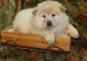 Chow Chow Puppies for sale in Mountain View, CA, USA. price: NA