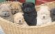 Chow Chow Puppies for sale in Bronx, NY 10460, USA. price: NA