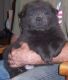 Chow Chow Puppies for sale in Columbus, GA 31997, USA. price: NA