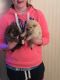 Chow Chow Puppies for sale in Florida City, FL, USA. price: NA