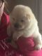 Chow Chow Puppies for sale in St. Louis, MO, USA. price: $720