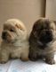 Chow Chow Puppies for sale in Seattle, WA, USA. price: $500