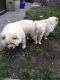 Chow Chow Puppies for sale in Addison, TX, USA. price: NA