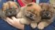 Chow Chow Puppies for sale in 58503 Rd 225, North Fork, CA 93643, USA. price: NA