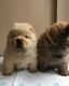 Chow Chow Puppies for sale in California, MD, USA. price: NA