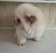 Chow Chow Puppies for sale in NV-159, Las Vegas, NV, USA. price: NA