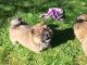 Chow Chow Puppies for sale in Virginia Ave, Santa Monica, CA 90404, USA. price: NA