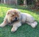 Chow Chow Puppies for sale in Alabama Ave SE, Washington, DC, USA. price: NA