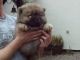Chow Chow Puppies for sale in Southfield, MI, USA. price: NA