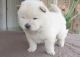 Chow Chow Puppies for sale in US-130, North Brunswick Township, NJ 08902, USA. price: NA