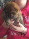 Chow Chow Puppies for sale in Louisiana St, Houston, TX, USA. price: NA