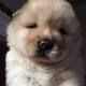 Chow Chow Puppies for sale in Maryland Heights, MO, USA. price: NA