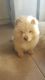 Chow Chow Puppies for sale in Carrollton, TX, USA. price: NA
