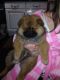 Chow Chow Puppies for sale in Brooklyn, MS 39425, USA. price: NA