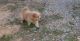 Chow Chow Puppies for sale in Decatur, IL, USA. price: NA