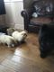 Chow Chow Puppies for sale in Pasadena, CA 91101, USA. price: NA