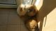 Chow Chow Puppies for sale in Virginia Ave, Santa Monica, CA 90404, USA. price: NA