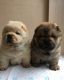 Chow Chow Puppies for sale in Maryland Ave, Rockville, MD 20850, USA. price: NA