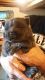 Chow Chow Puppies for sale in Kincheloe, MI 49788, USA. price: NA