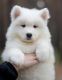 Chow Chow Puppies for sale in Aripeka, FL 34679, USA. price: NA