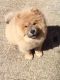 Chow Chow Puppies for sale in Kentucky Dam, Gilbertsville, KY 42044, USA. price: NA