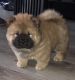 Chow Chow Puppies for sale in Philadelphia, PA 19153, USA. price: NA