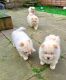 Chow Chow Puppies for sale in Belle Vernon, PA 15012, USA. price: NA