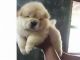 Chow Chow Puppies for sale in Marysville, WA, USA. price: NA