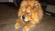 Chow Chow Puppies for sale in West Chester, PA, USA. price: NA