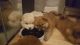 Chow Chow Puppies for sale in Springfield, IL, USA. price: NA